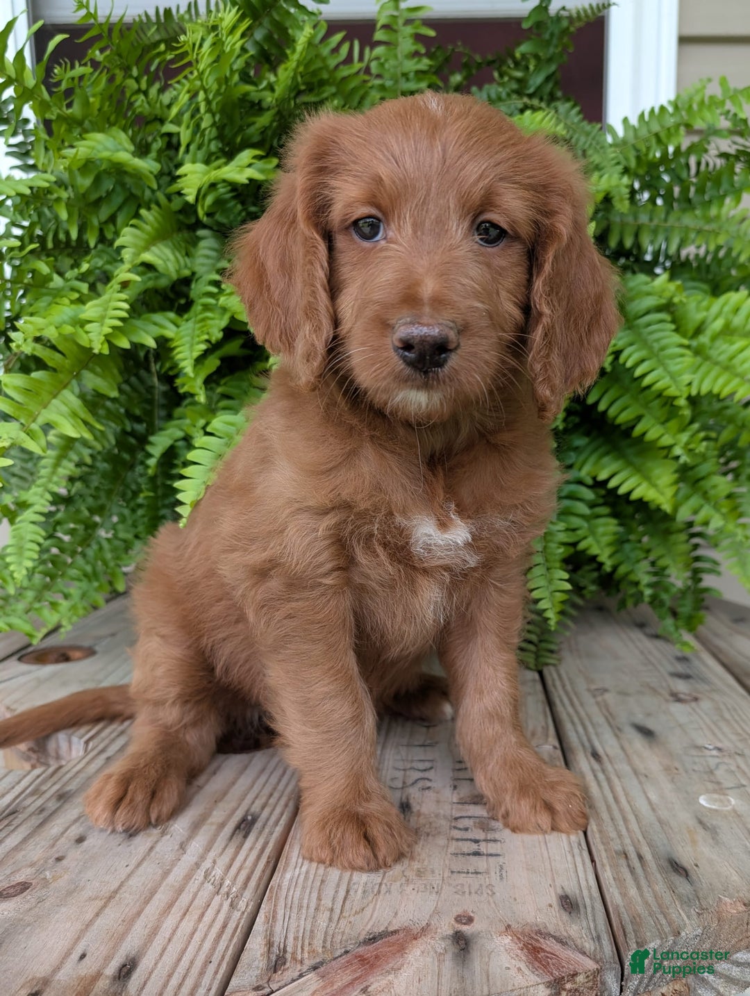 Goldendoodle dogs for sale: Ellie - Image 5