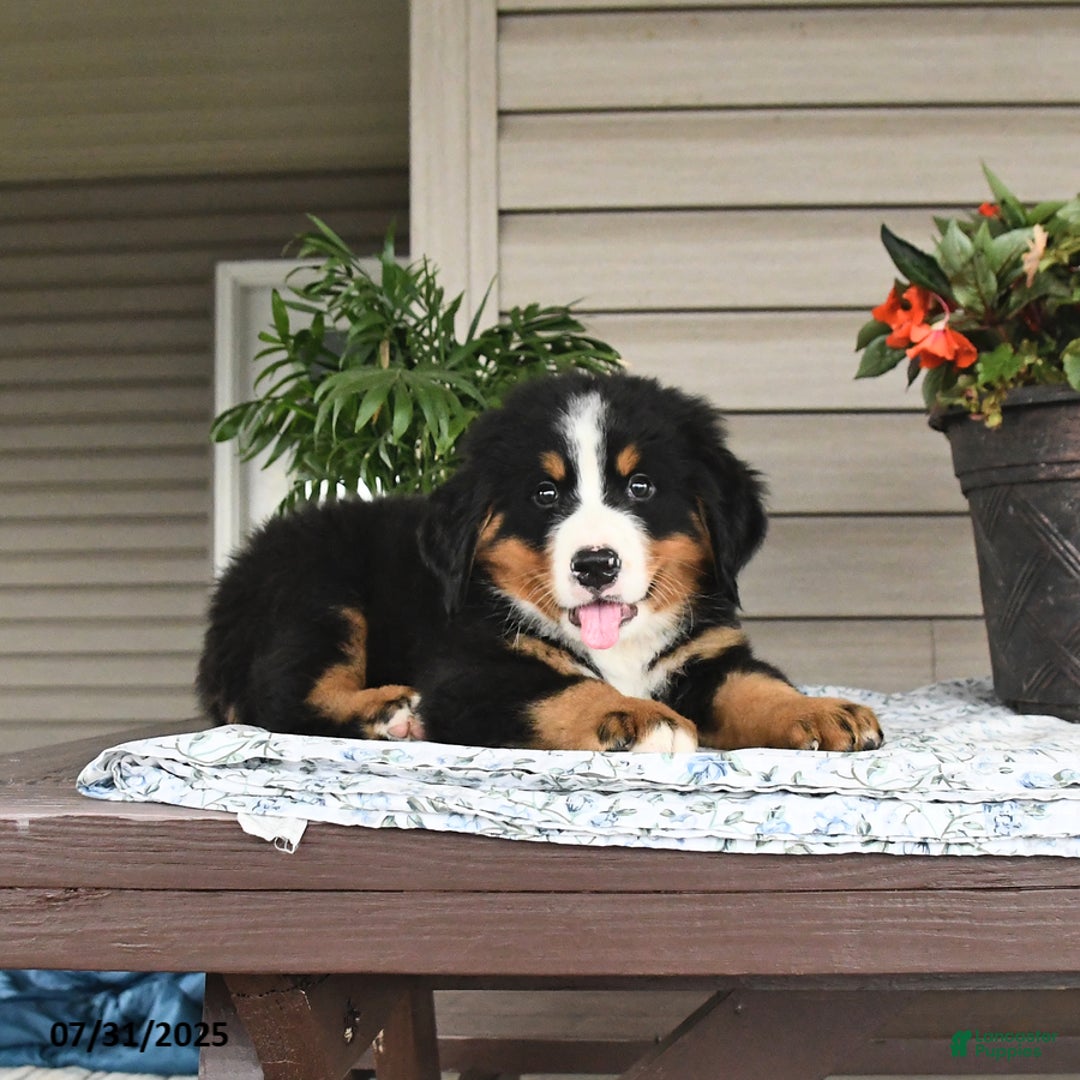 Bernese Mountain Dog dogs for sale: Blaze - Image 13