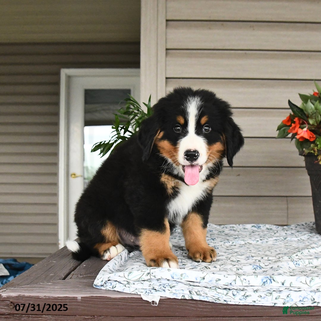 Bernese Mountain Dog dogs for sale: Blaze - Image 10