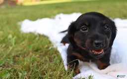 Miniature Dachshund dogs for sale: Mace - Image 8