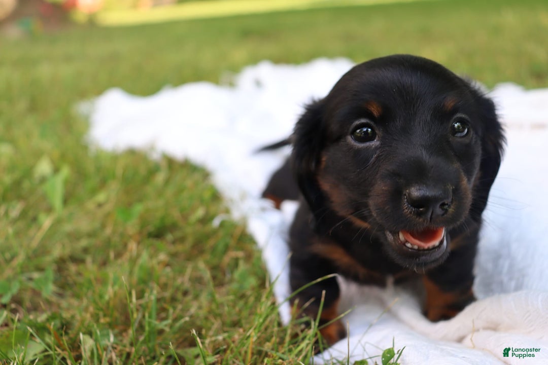 Miniature Dachshund dogs for sale: Mace - Image 8