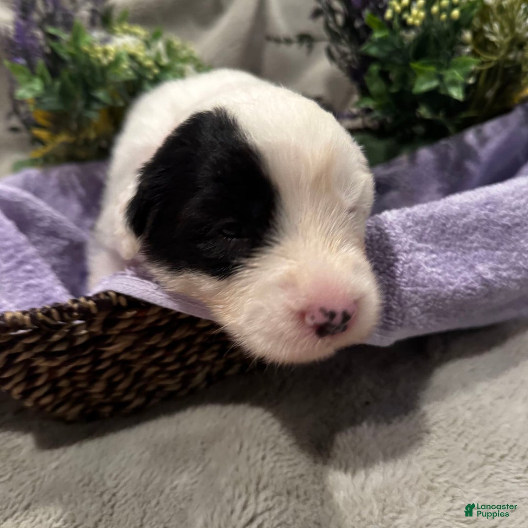 Old English Sheepdog dogs for sale: Violet - Image 5