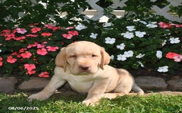 Labrador Retriever dogs for sale: Sparky - Image 2