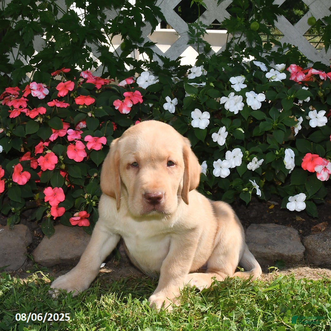 Labrador Retriever dogs for sale: Sparky - Image 2