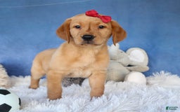 Labrador Retriever dogs for sale: Gus - Image 6