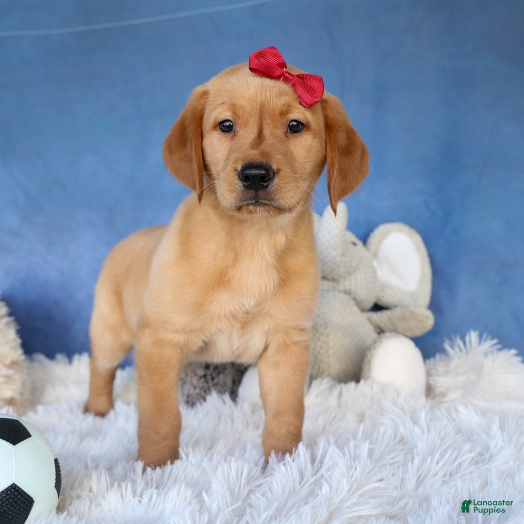 Labrador Retriever dogs for sale: Gus - Image 6