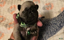 Pug dogs for sale: Derek - Image 7