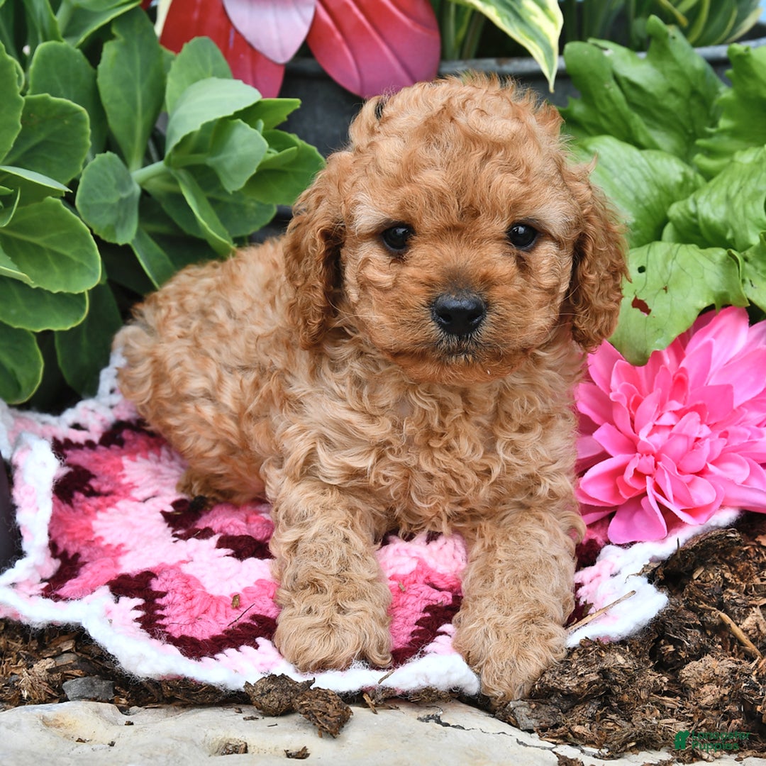 Cavapoo dogs for sale: Candy - Image 1