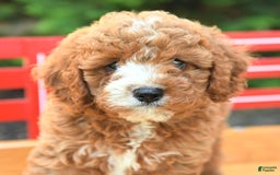Cavapoo dogs for sale: Bubba - Image 5