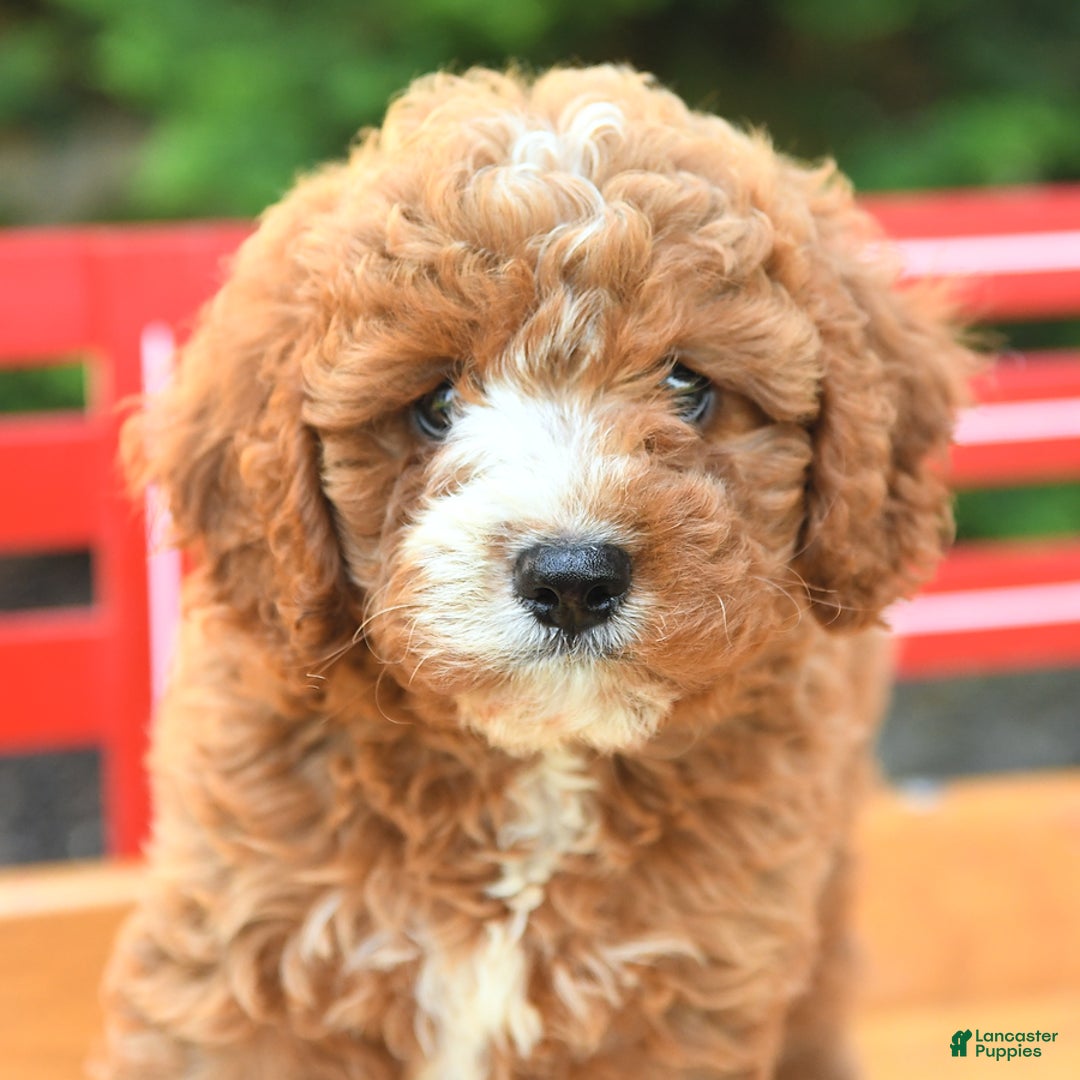 Cavapoo dogs for sale: Bubba - Image 5