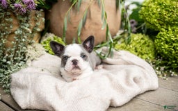 French Bulldog dogs for sale: Honey - Image 3