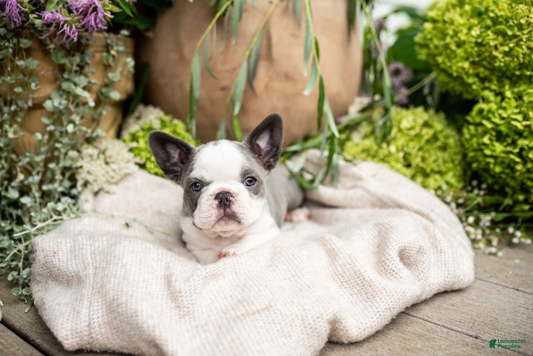 French Bulldog dogs for sale: Honey - Image 3