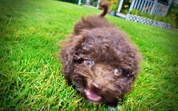 Havapoo dogs for sale: Benson - Image 12