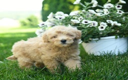 Mini Goldendoodle dogs for sale: Lexi - Image 2