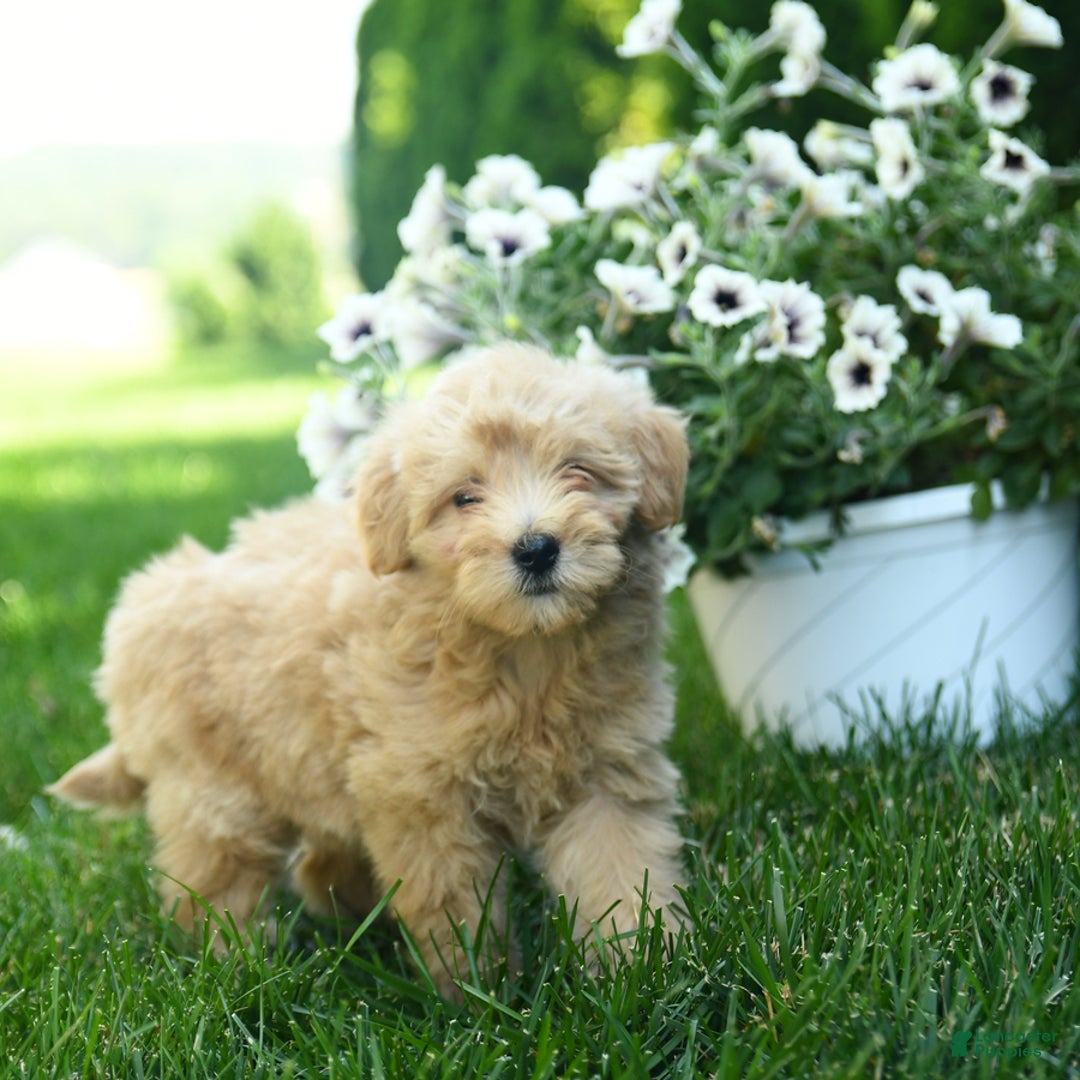 Mini Goldendoodle dogs for sale: Lexi - Image 2