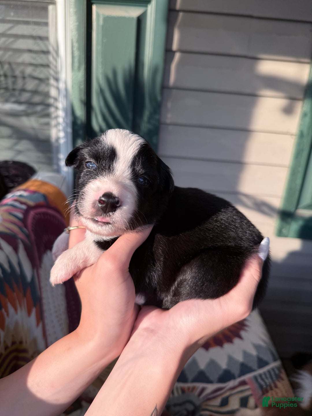 Miniature Australian Shepherd dogs for sale: Milly - Image 7