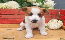 Jack Russell Terrier dogs for sale: Teddy - Image 5