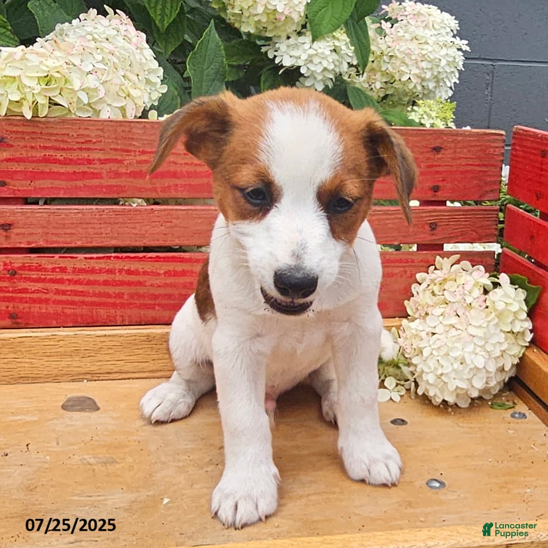 Jack Russell Terrier dogs for sale: Teddy - Image 5