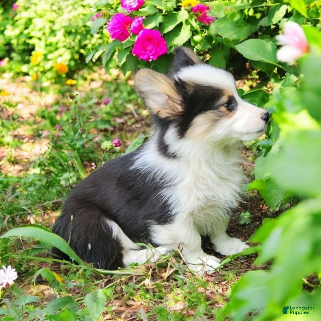 Welsh Corgi Pembroke dogs for sale: Tucker Fluffy - Image 13