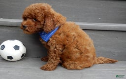 Cavapoo dogs for sale: Biscuit - Image 8