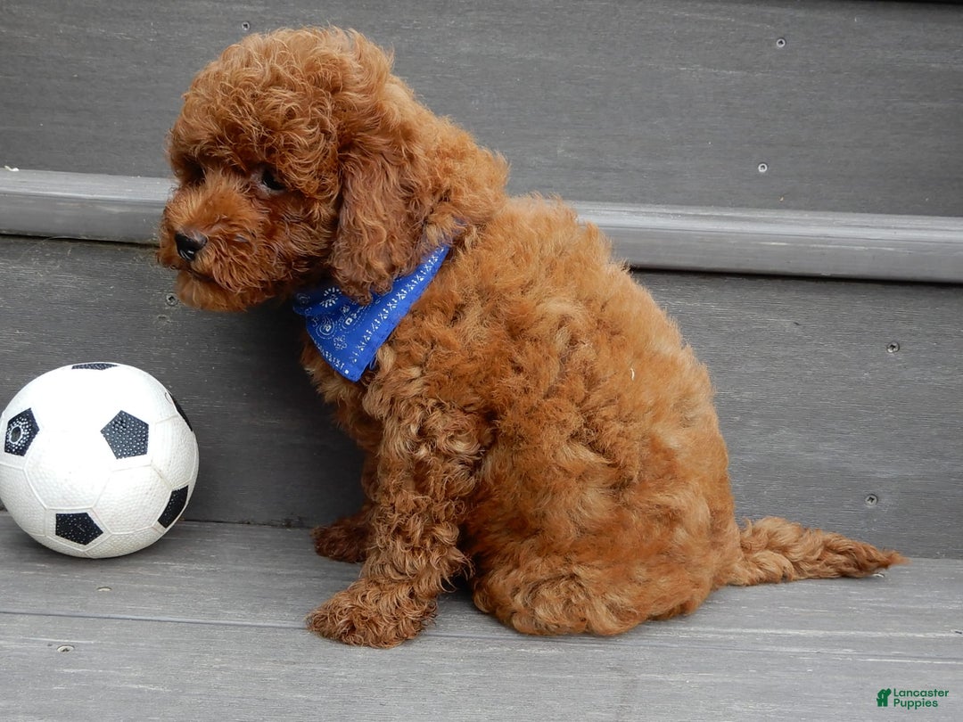 Cavapoo dogs for sale: Biscuit - Image 8