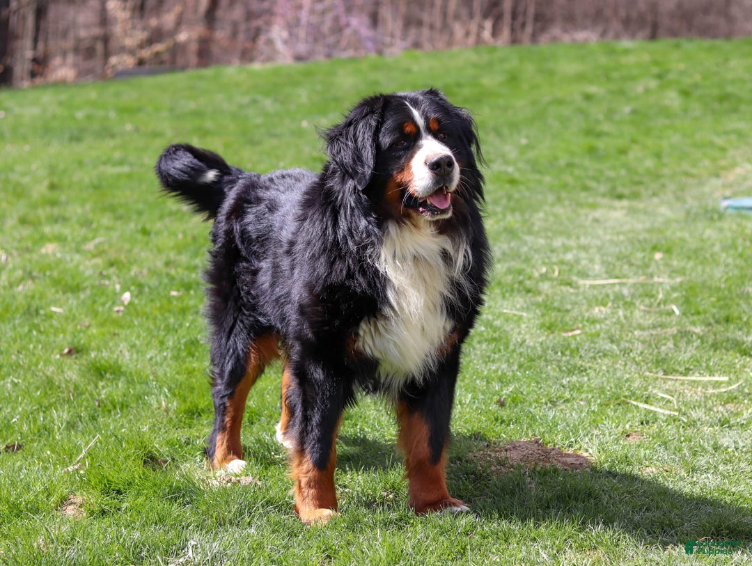 Bernese Mountain Dog dogs for sale: Champ - Image 14