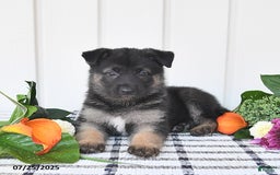 German Shepherd dogs for sale: Brooklyn - Image 1