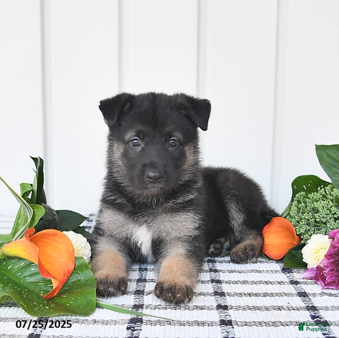 German Shepherd dogs for sale: Brooklyn - Image 1