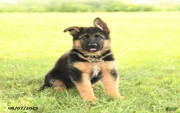 German Shepherd dogs for sale: Domino - Image 1