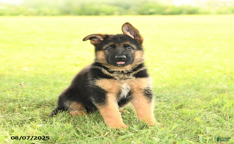 German Shepherd dogs for sale - Ad 2