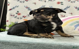English Bulldog dogs for sale: Tonya - Image 2