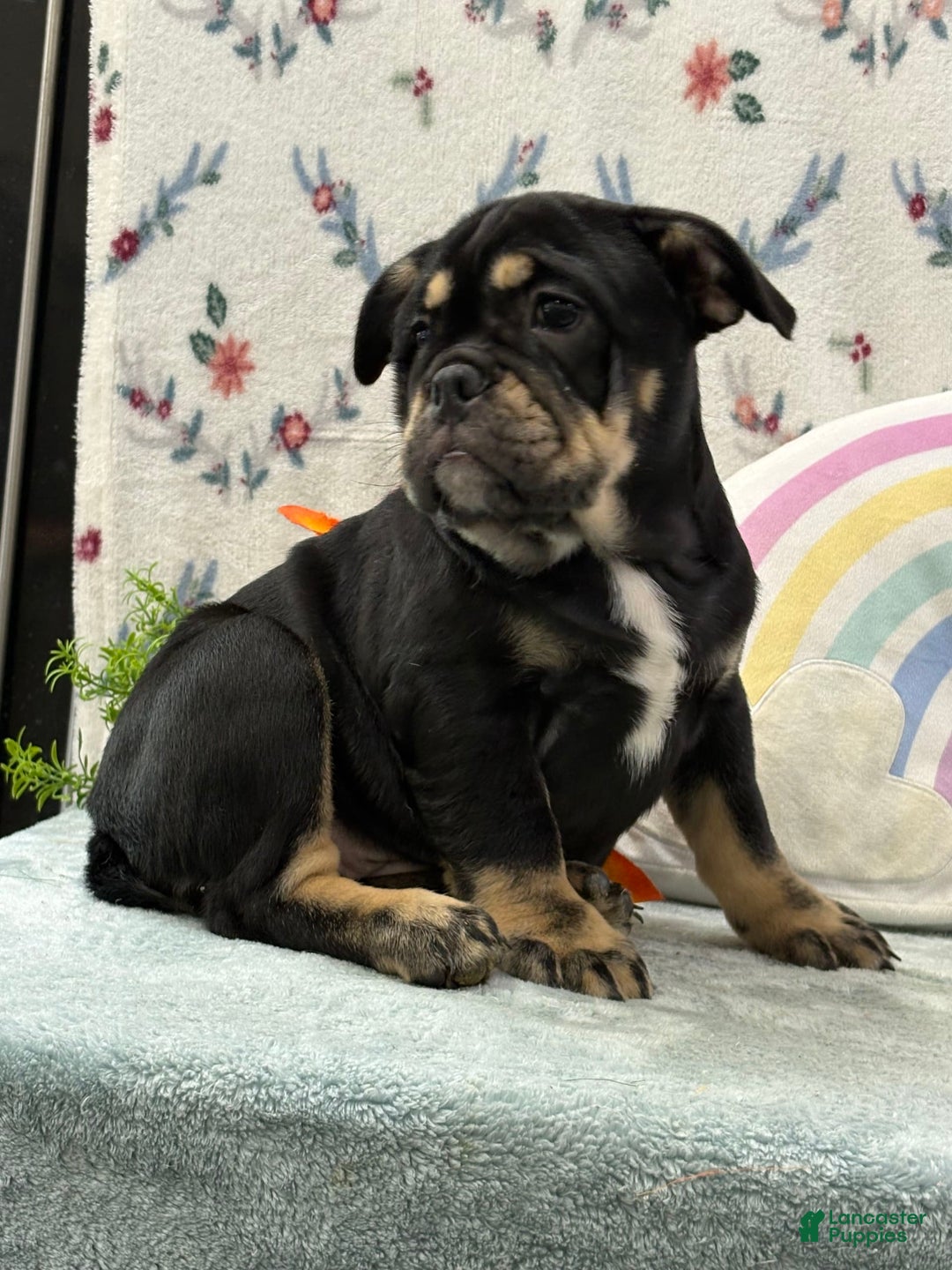 English Bulldog dogs for sale: Tonya - Image 2