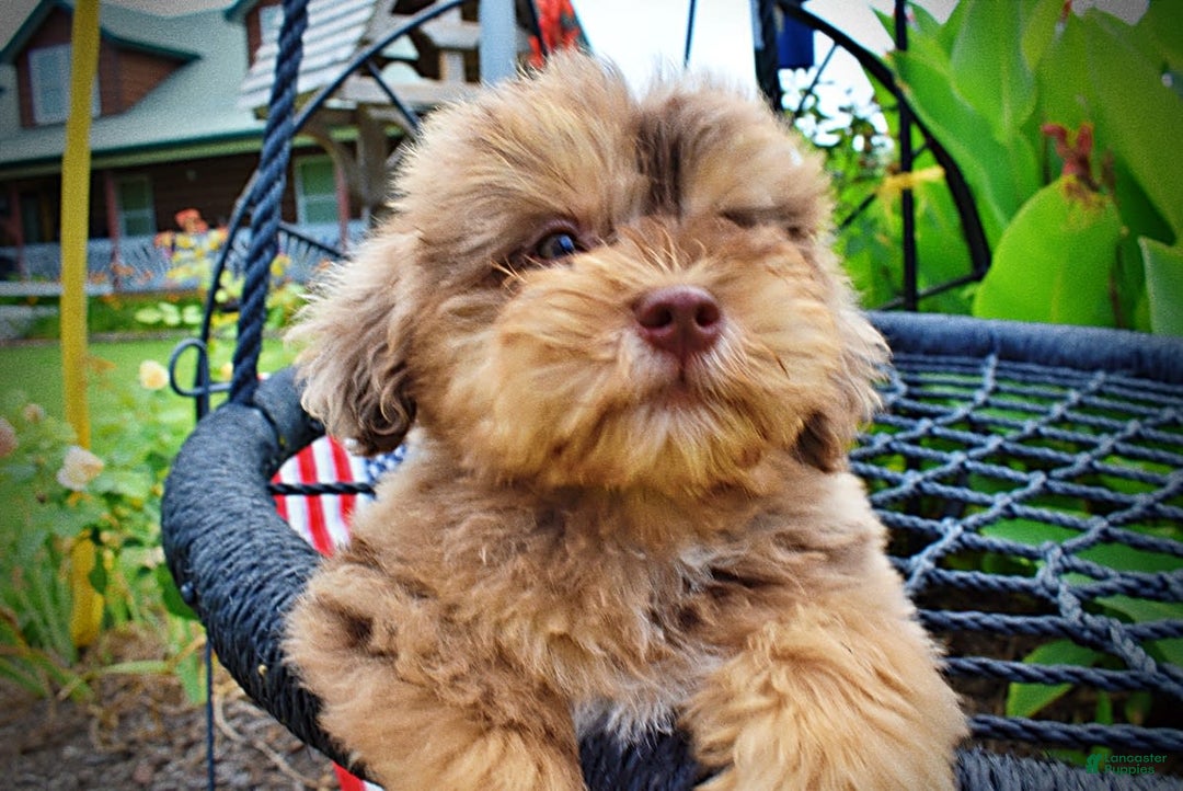 Havapoo dogs for sale: Domino - Image 5