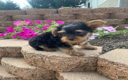 Yorkshire Terrier dogs for sale: Rocker - Image 5