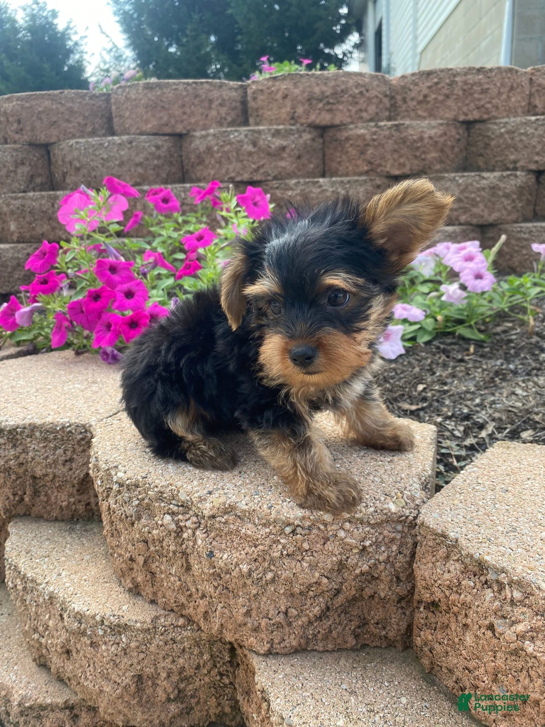 Yorkshire Terrier dogs for sale: Rocker - Image 5