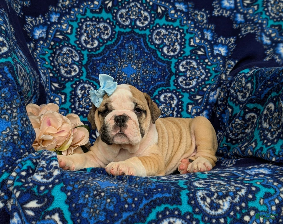 Olde English Bulldogge dogs for sale: Gillian - Image 1
