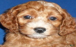 Cockapoo dogs for sale: Dudley - Image 11