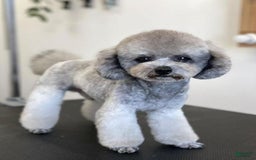 Maltipoo dogs for sale: Johnny - Image 8