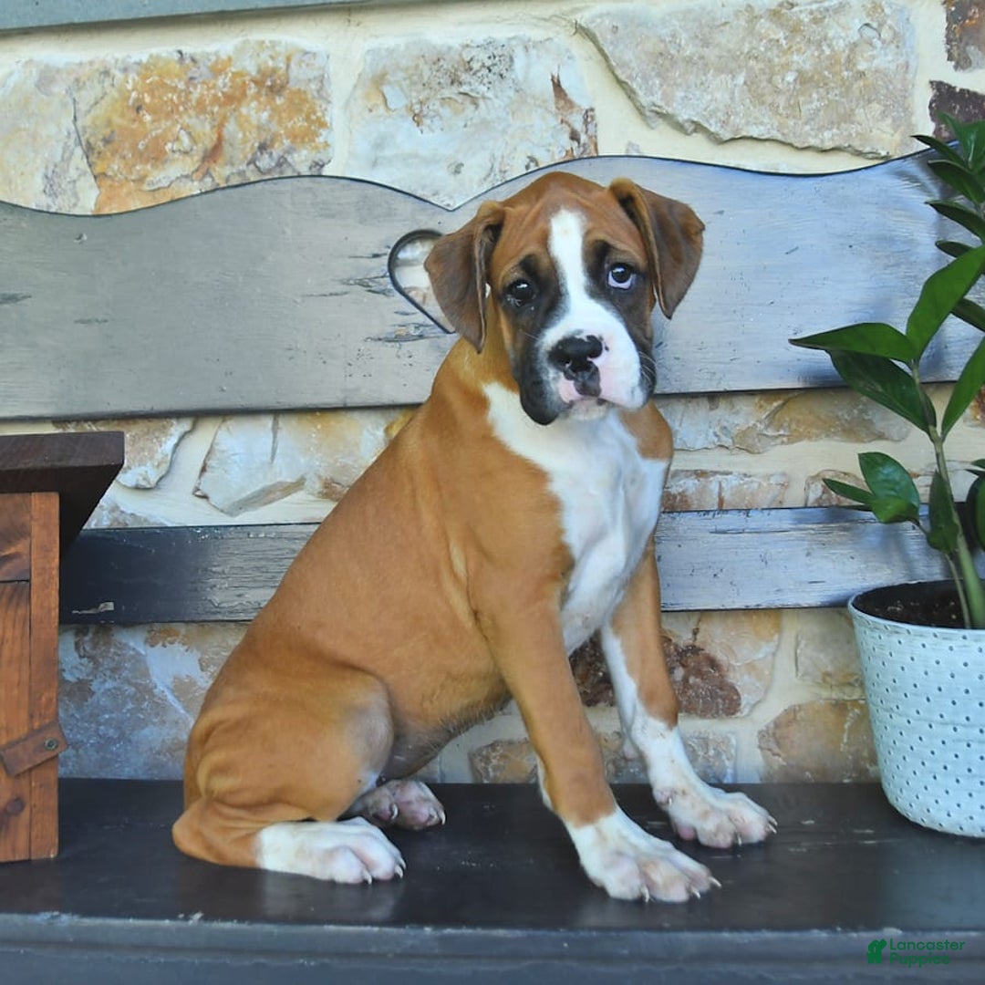 Boxer dogs for sale: Feliz - Image 8