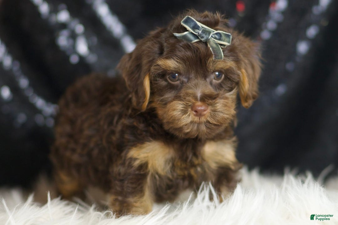 Yorkiepoo dogs for sale: Bugatti - Image 3