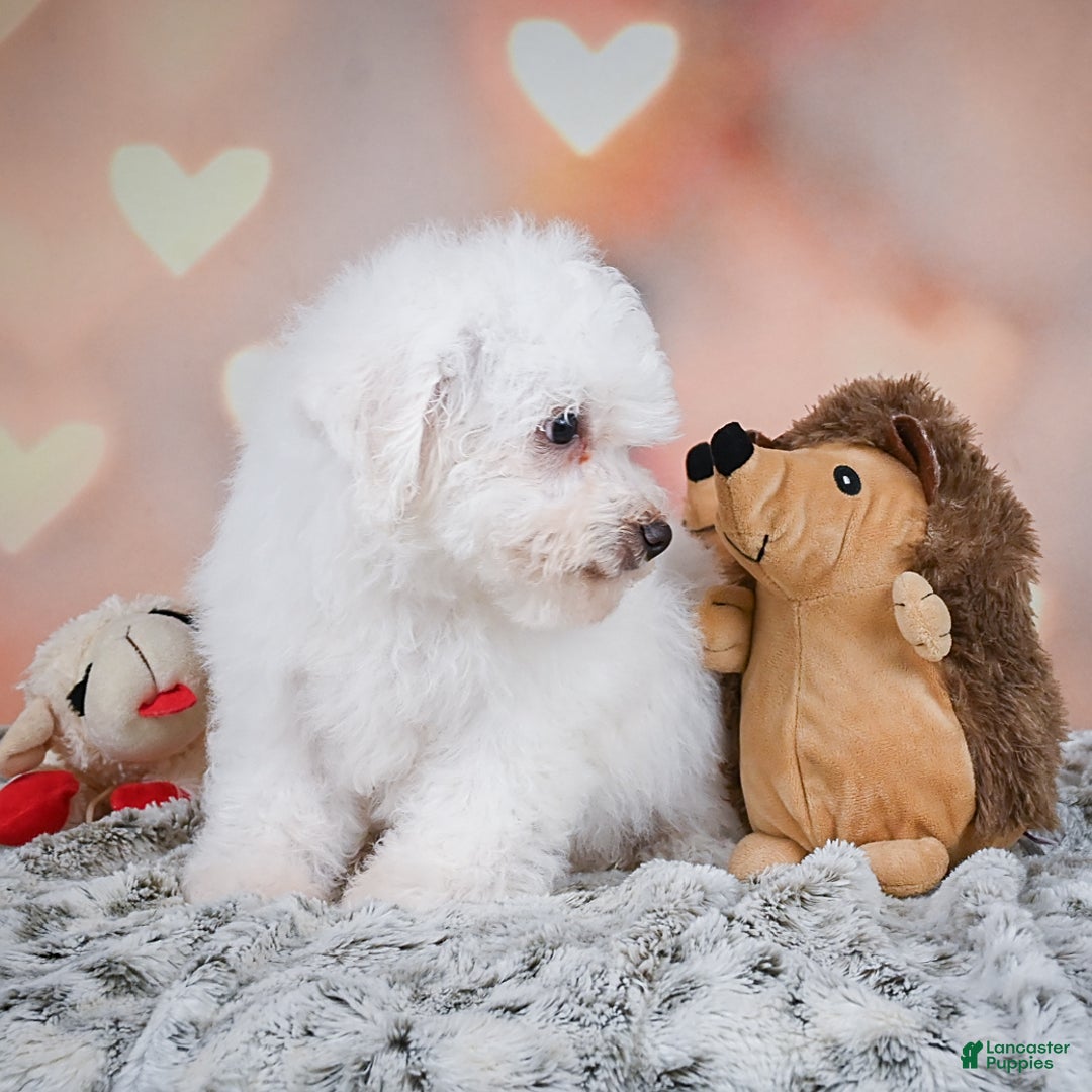 Bichon Frise dogs for sale: Tanner - Image 8