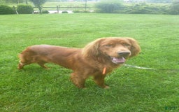 Golden Retriever dogs for sale: Rusty - Image 2