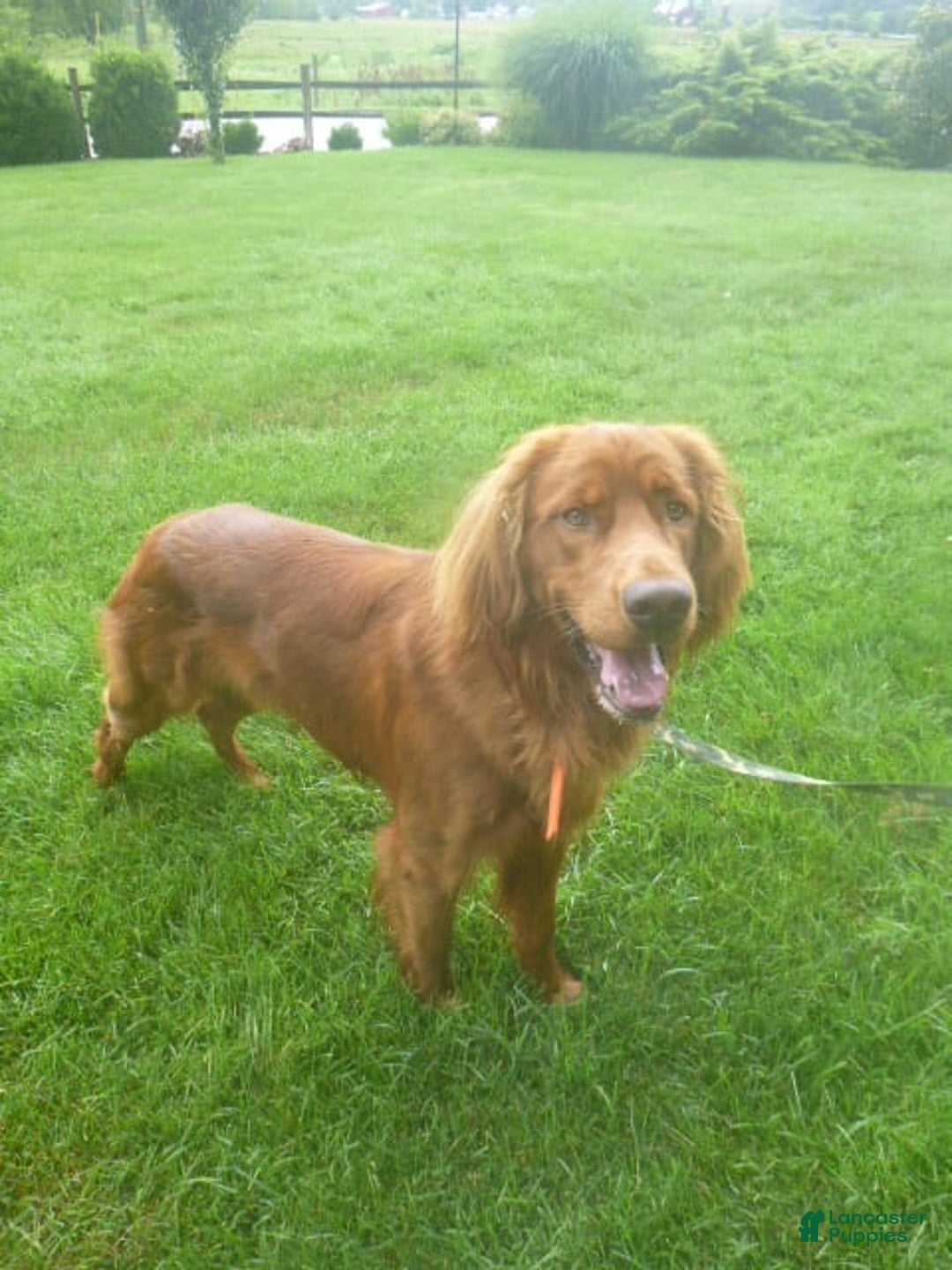 Golden Retriever dogs for sale: Rusty - Image 2