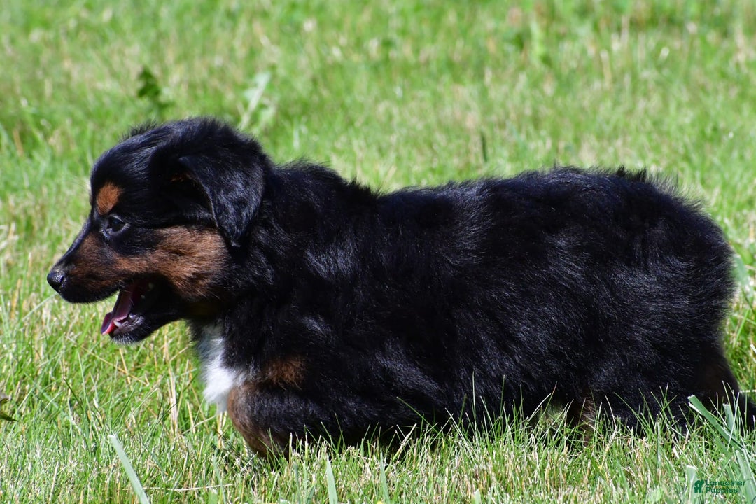 Miniature Australian Shepherd dogs for sale: Natasha - Image 6