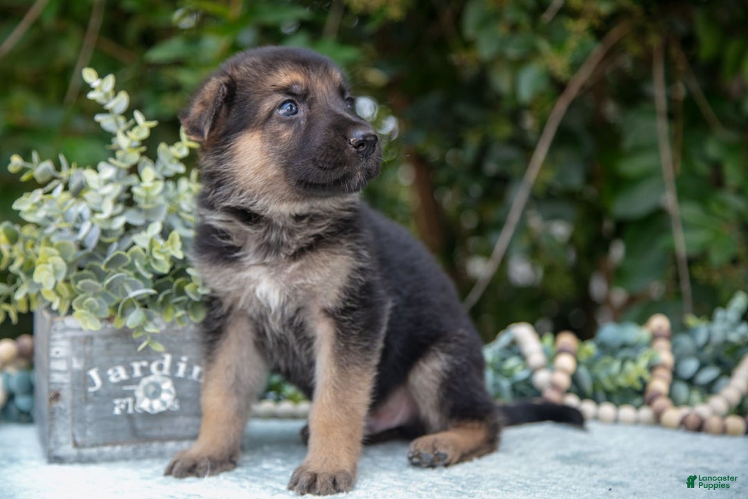 German Shepherd dogs for sale: Max - Image 3