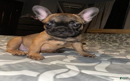 French Bulldog dogs for sale: Cookie - Image 4
