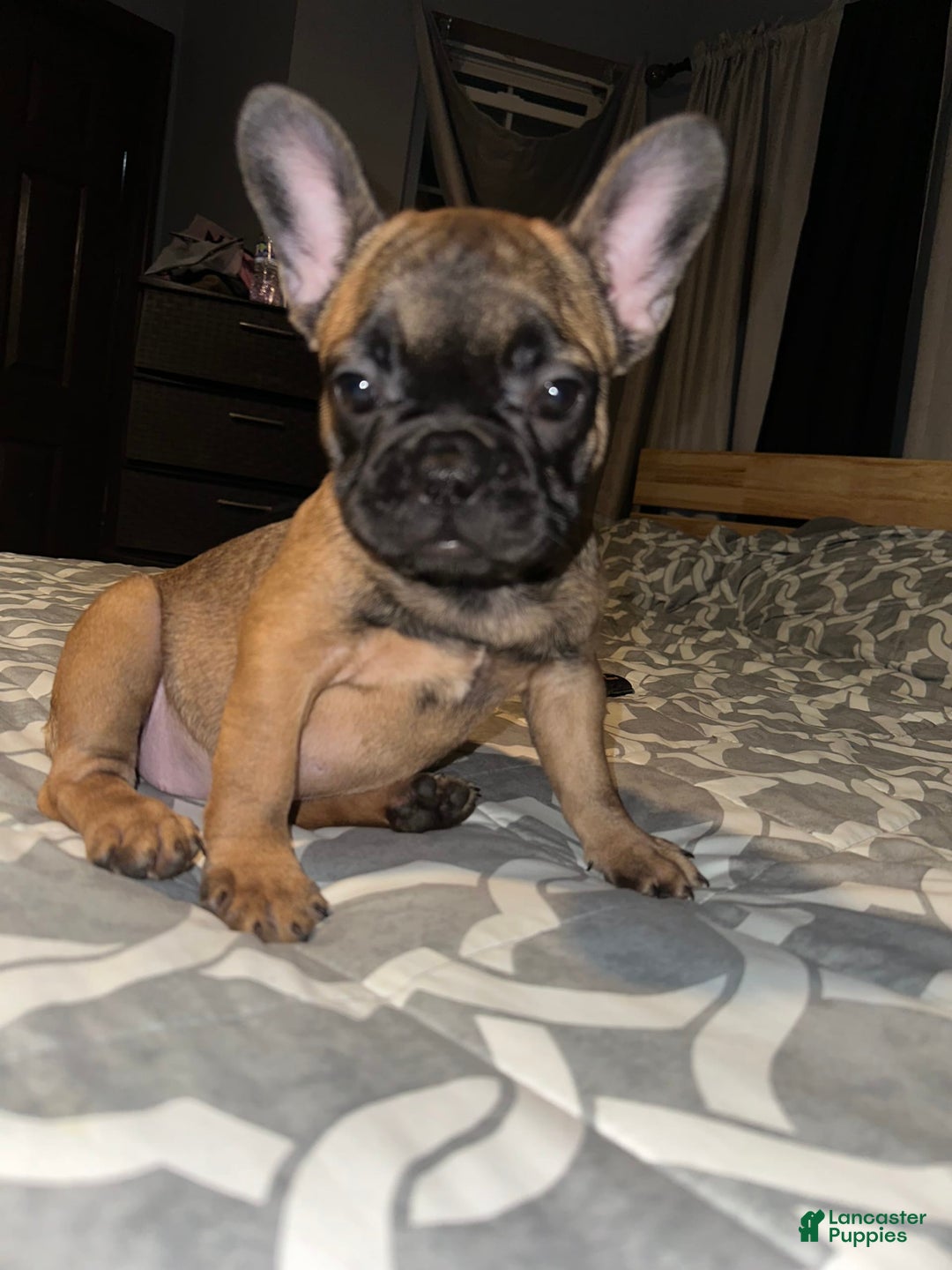 French Bulldog dogs for sale: Cookie - Image 4