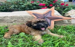 Soft Coated Wheaten Terrier dogs for sale: Molly - Image 3