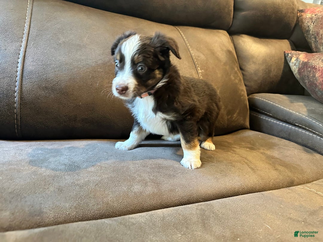 Miniature Australian Shepherd dogs for sale: Red Tri Female - Image 3