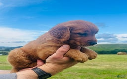 Golden Retriever dogs for sale: Meadow - Image 1
